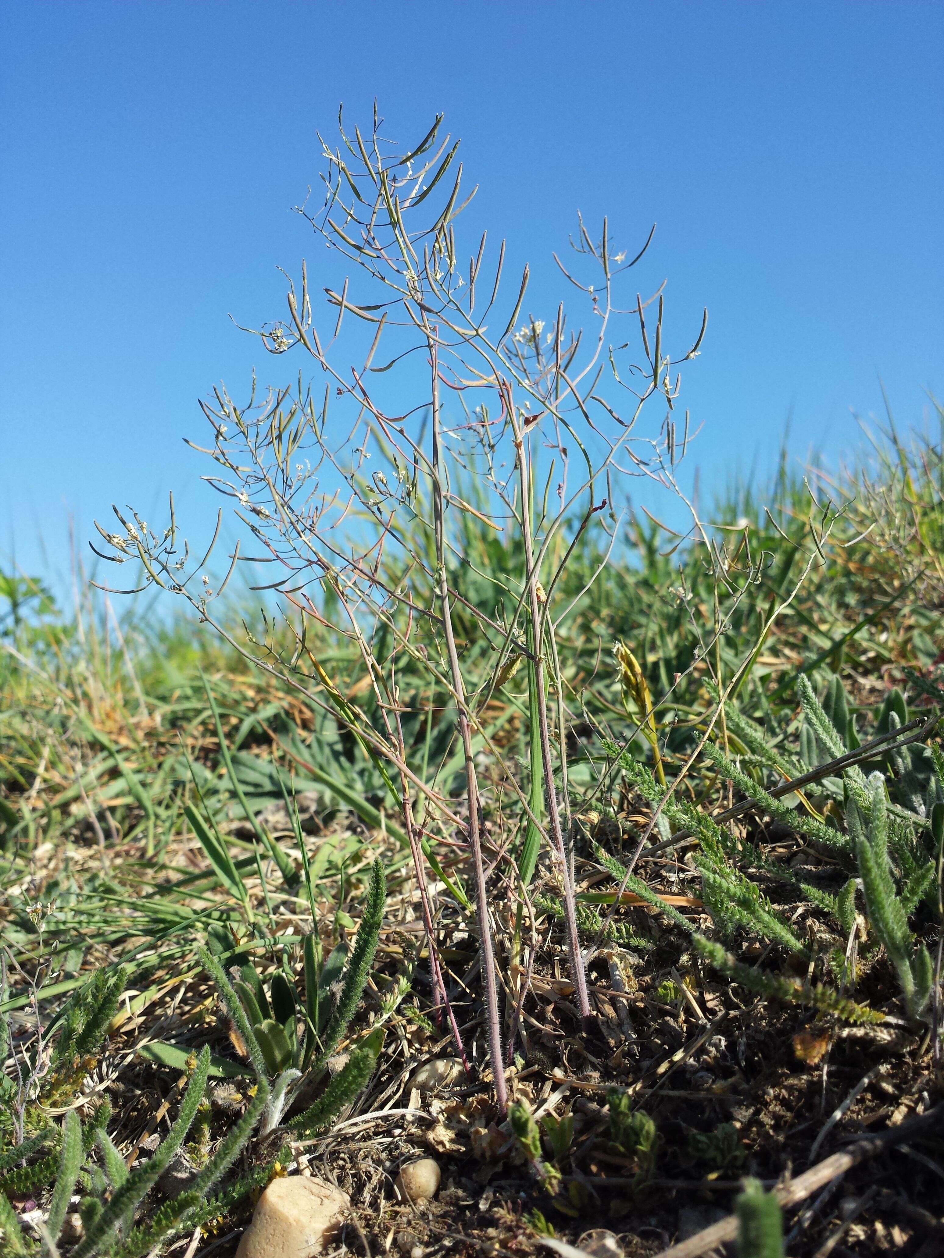 Image of Mouse-ear Cress