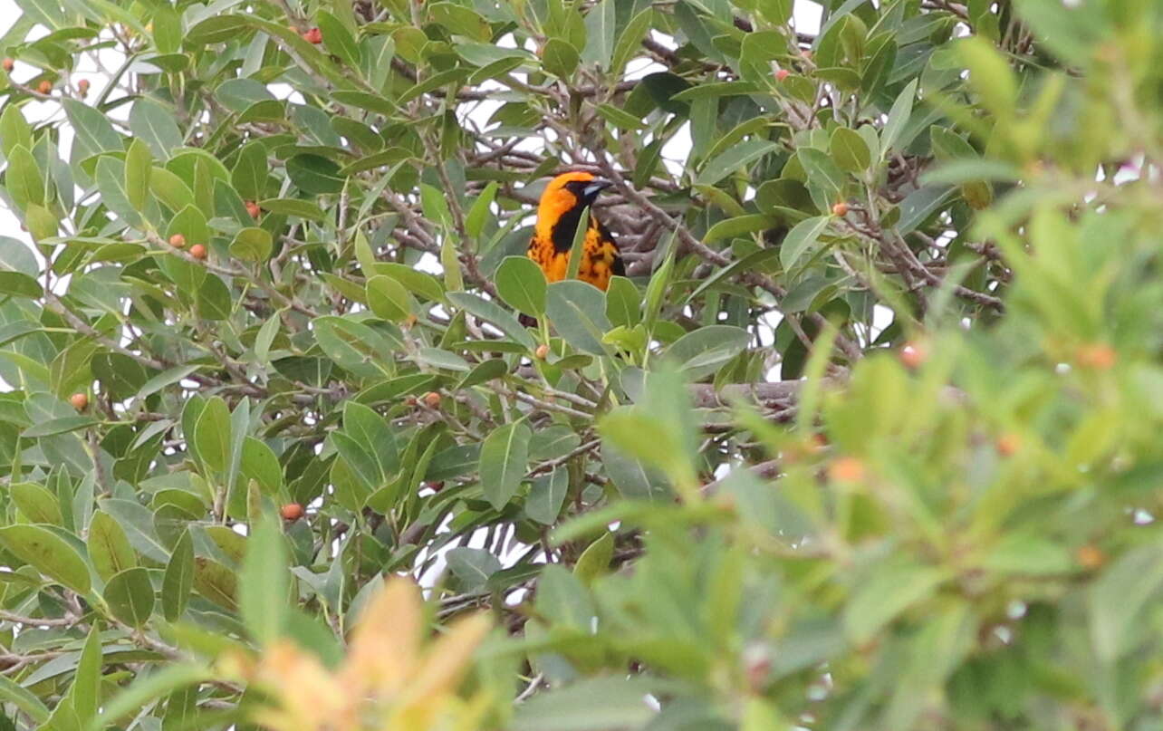 Image of Spot-breasted Oriole