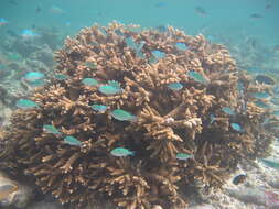 Image of Staghorn coral