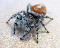 صورة Phidippus adumbratus Gertsch 1934