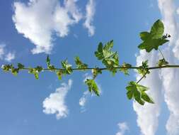 Image of cluster mallow