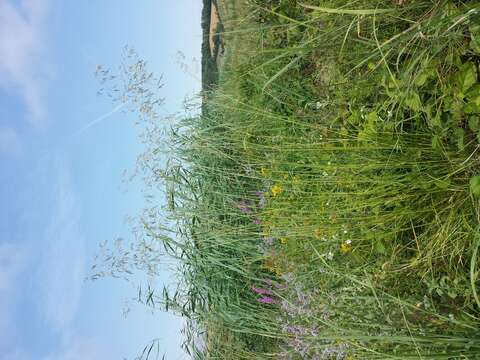 Image of Tufted Hair-grass