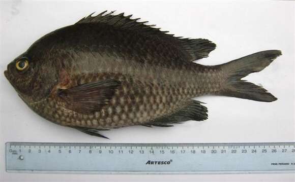 صورة Chromis crusma (Valenciennes 1833)