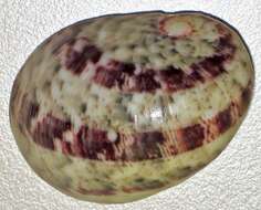 Image of polished nerite