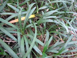 Image of Big blue lilyturf'