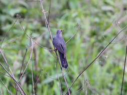 Image of Lesser Cuckoo
