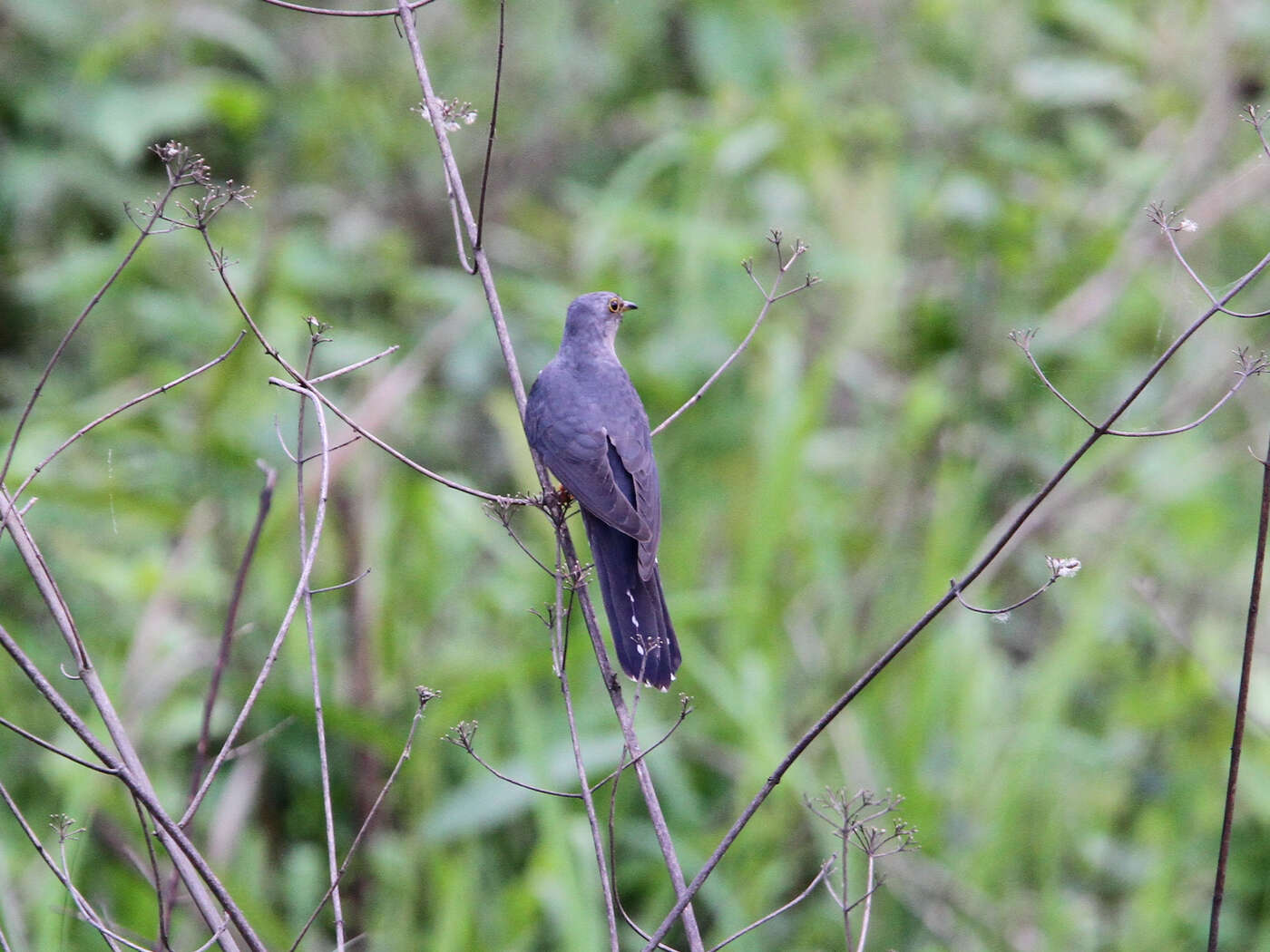 Image of Lesser Cuckoo