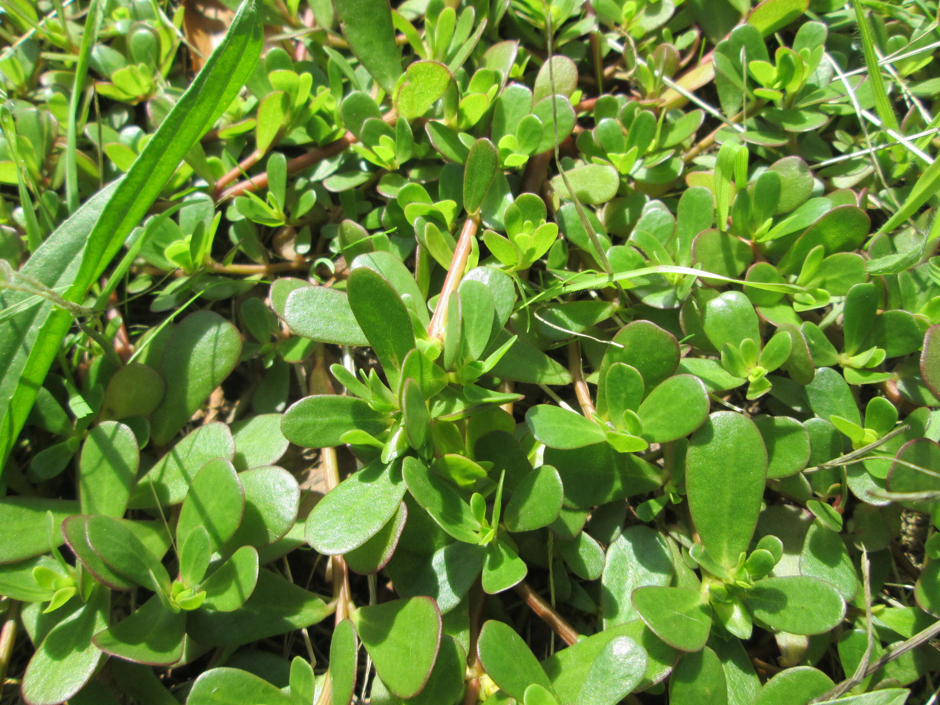 Image of common purslane