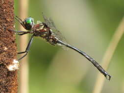 Image of Clamp-tipped Emerald