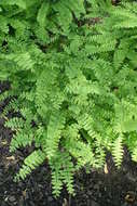 Image of Northern maidenhair fern