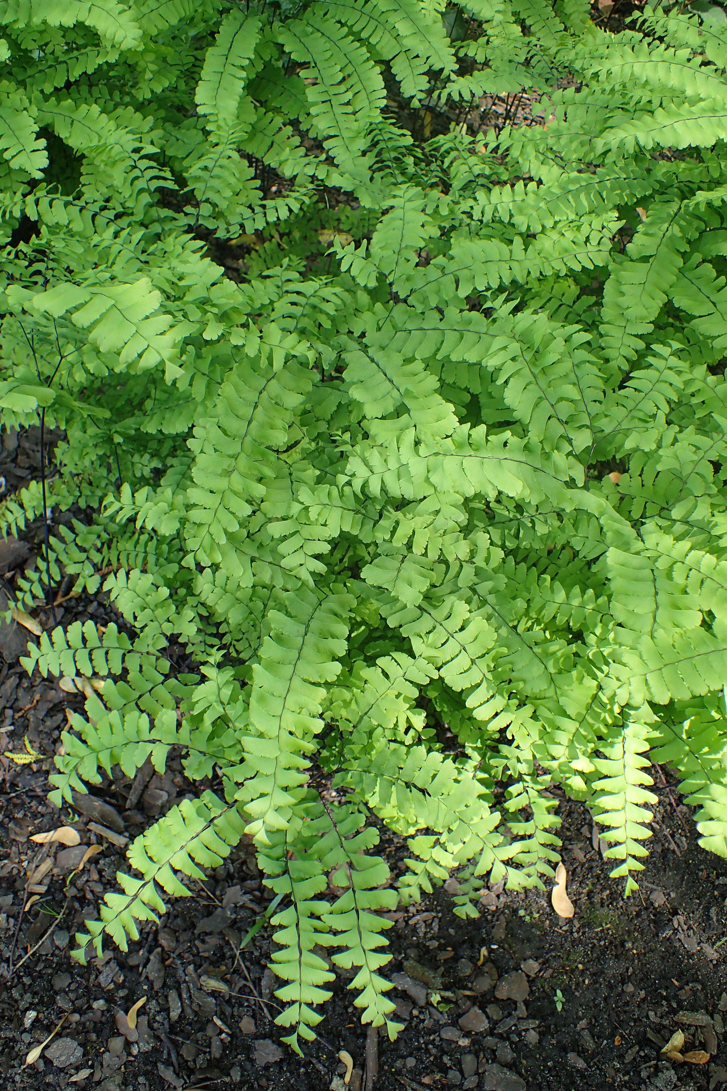 Image of Northern maidenhair fern