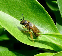 Image of sweat bees