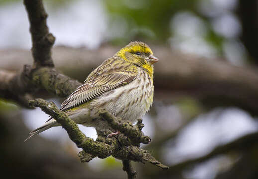 Image of serin, european serin