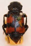 Image of Nicrophorus (Nicrophorus) interruptus (Stephens 1830)