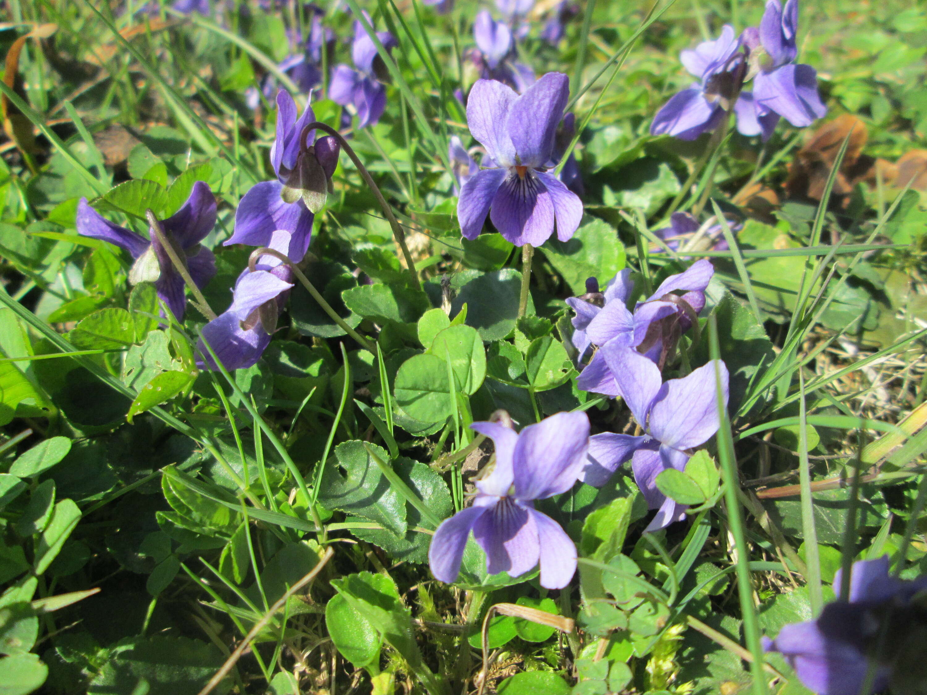 Image of sweet violet