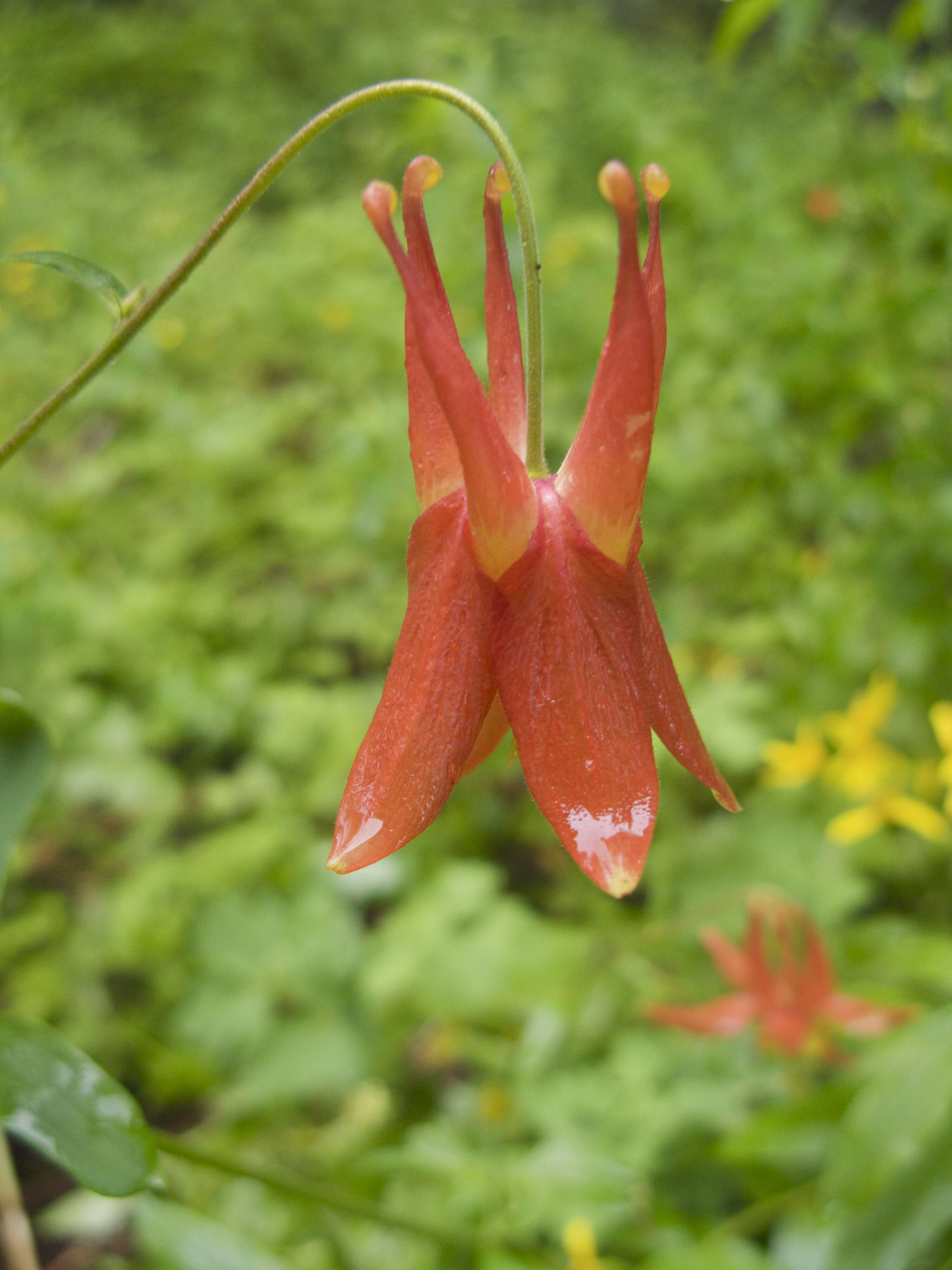 Image de Aquilegia formosa Fisch.