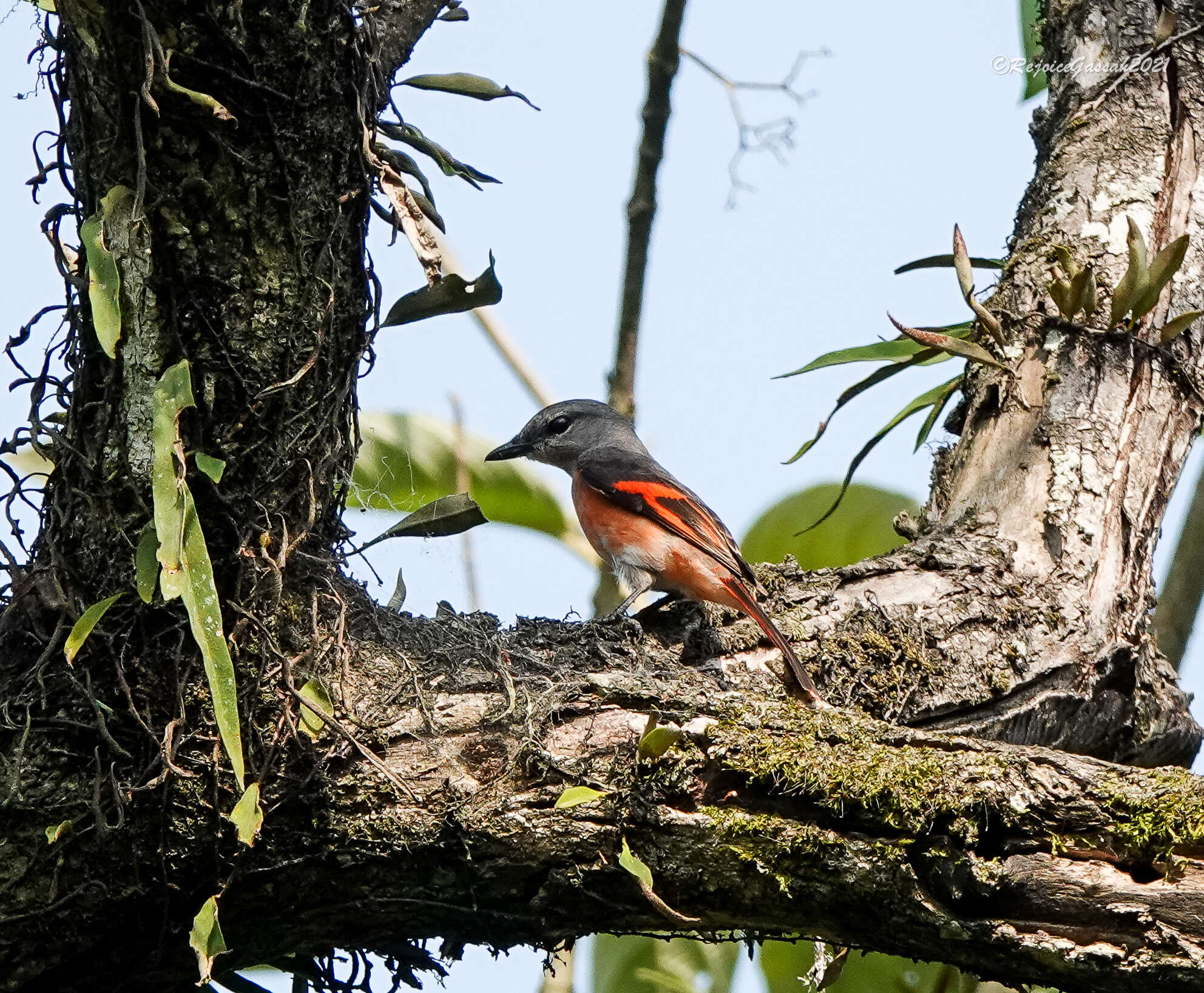 Image of Rosy Minivet