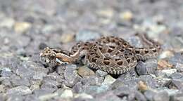 Bitis atropos (Linnaeus 1758) resmi