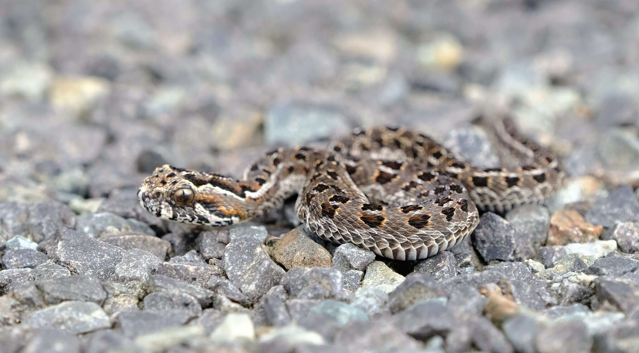 Bitis atropos (Linnaeus 1758) resmi