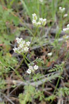 Imagem de Torilis leptophylla (L.) Rchb. fil.