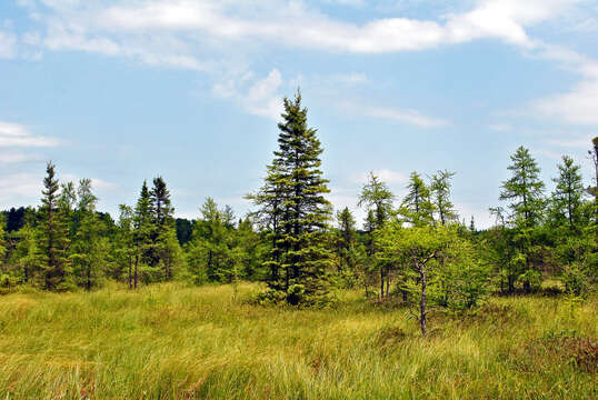 Image of American Larch