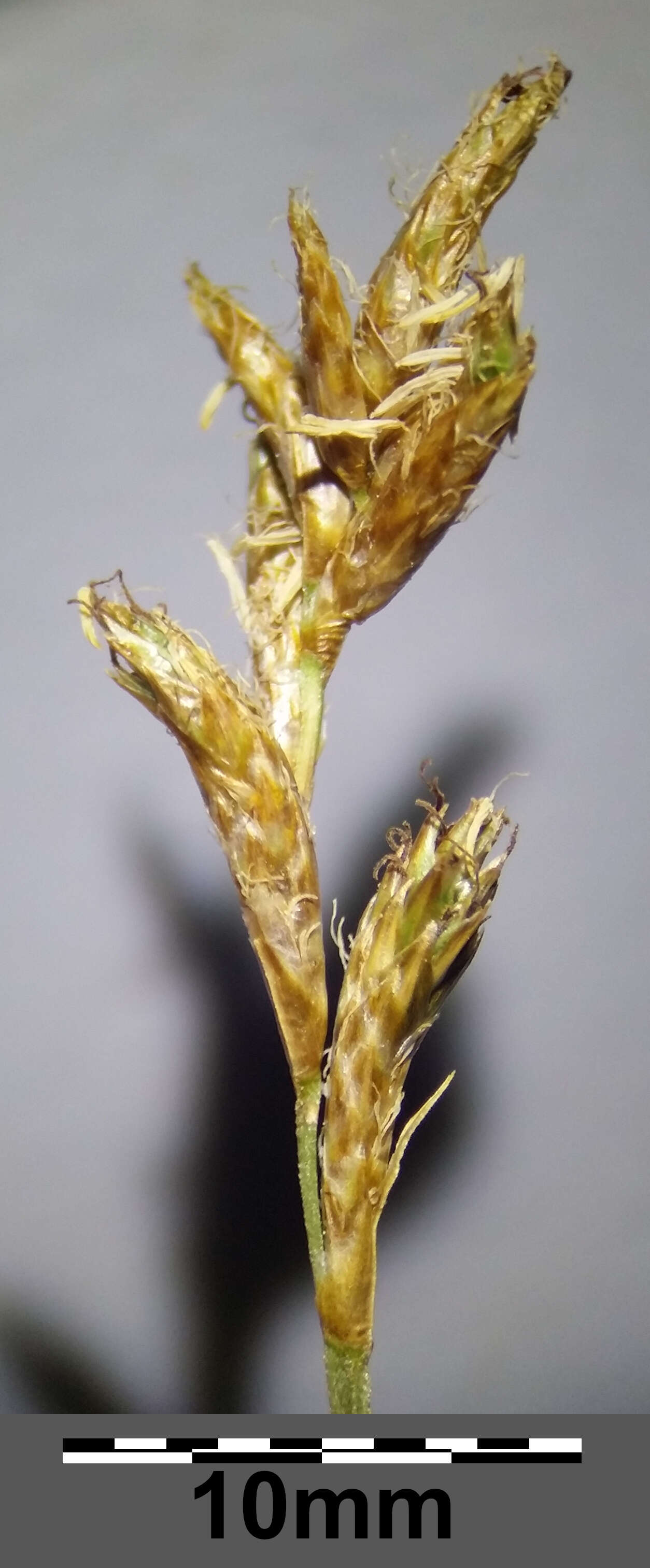 Image of quaking-grass sedge