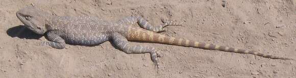 Image of Steppe Agama