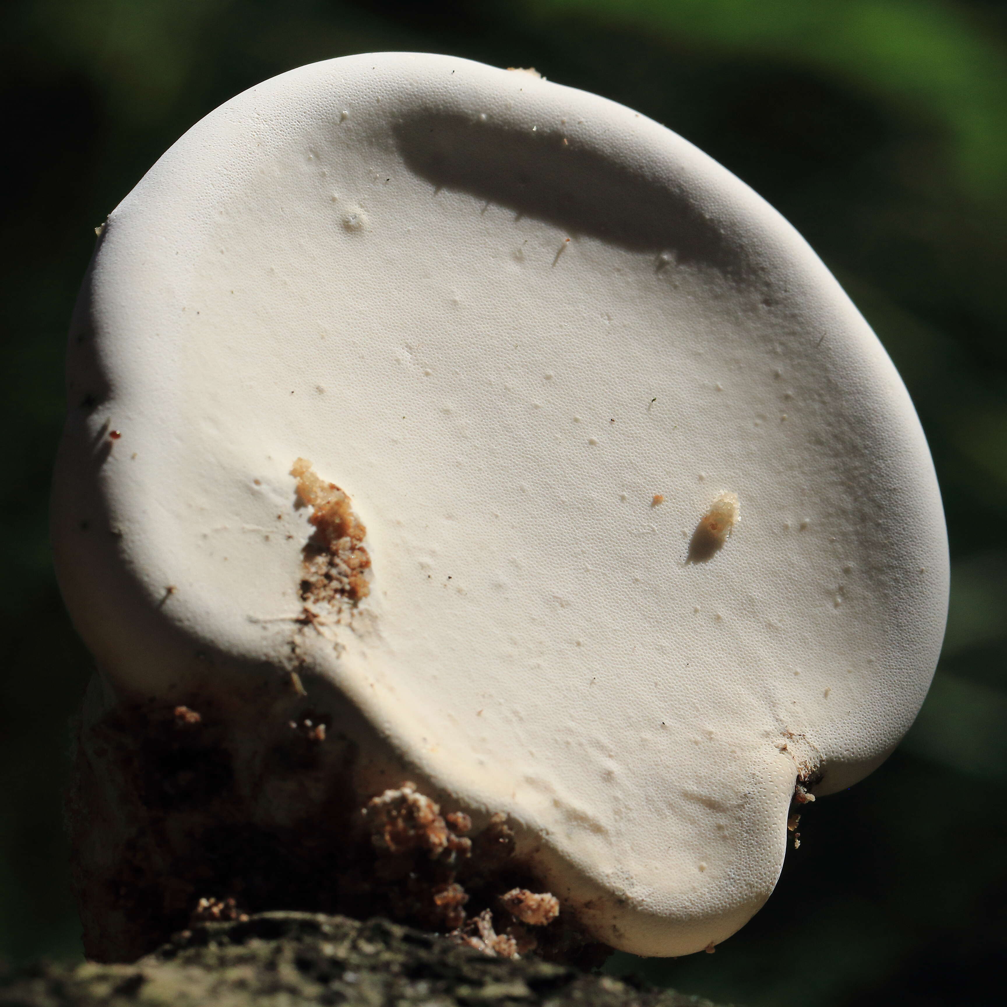 Image of birch polypore