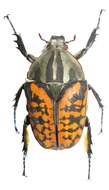 Image of Mecynorhina