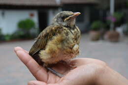 Image of Rufous-backed Thrush