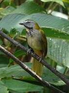 Image of Buff-throated Saltator