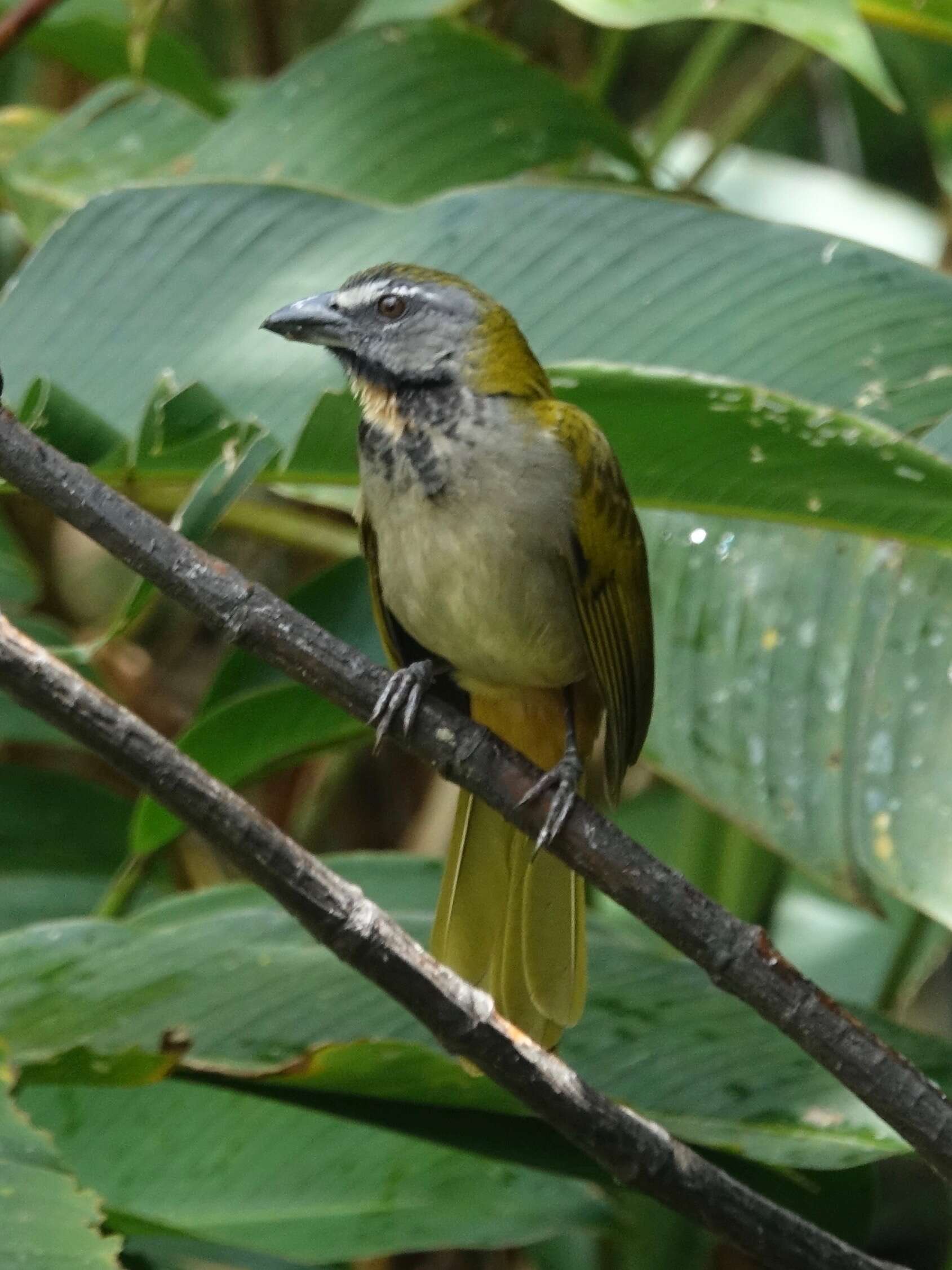 Image of Buff-throated Saltator