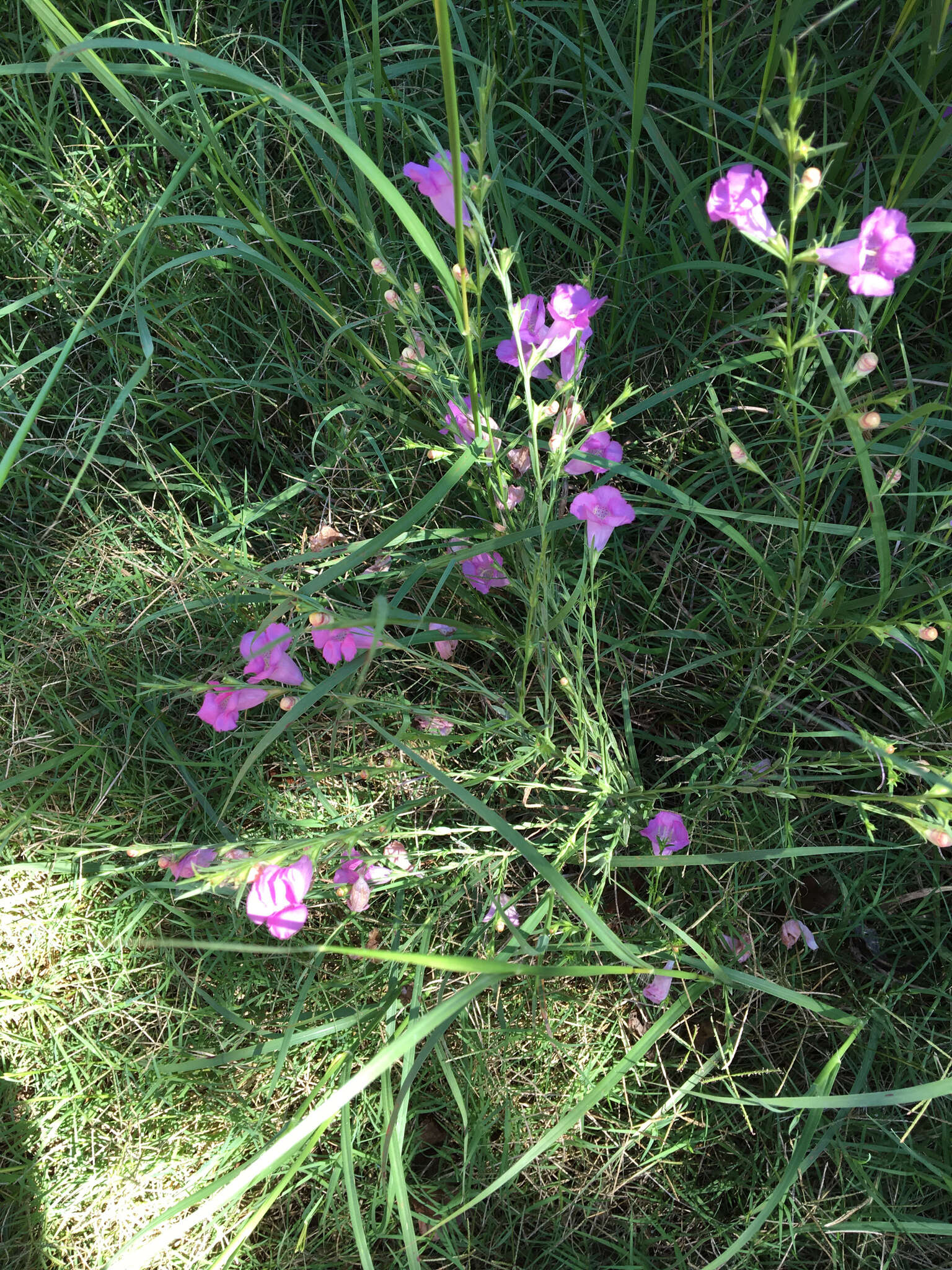 Image of false foxglove