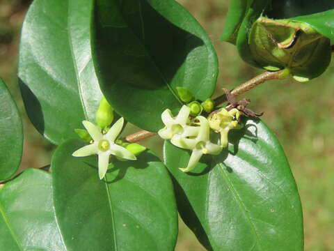 Image of Canthium angustifolium Roxb.