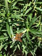 Lycaena feredayi (Bates 1867) resmi