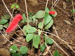 Imagem de Acalypha chamaedrifolia (Lam.) Müll. Arg.