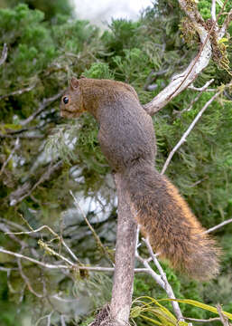 Image of Red-tailed Squirrel