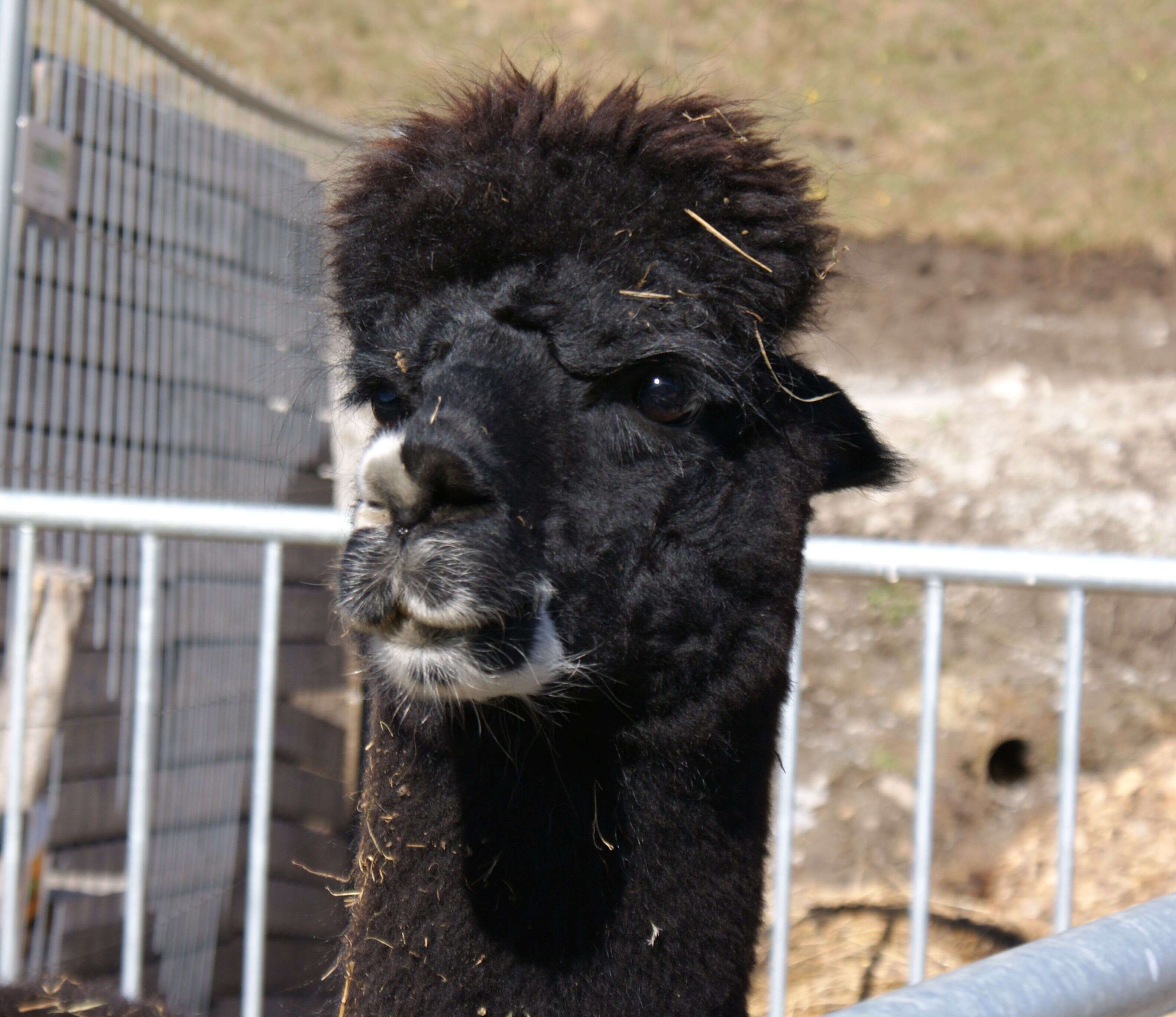 Image of Alpaca