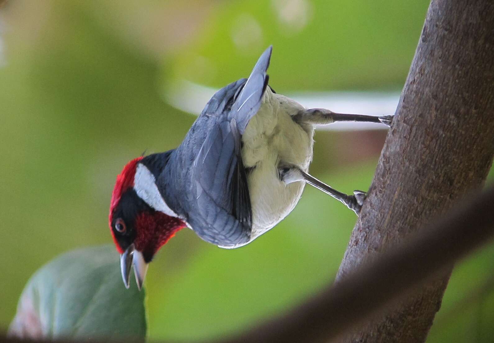 Image of Masked Cardinal