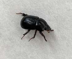 Image of black lawn beetle