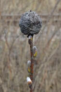 Image of Willow Pinecone Gall Midge