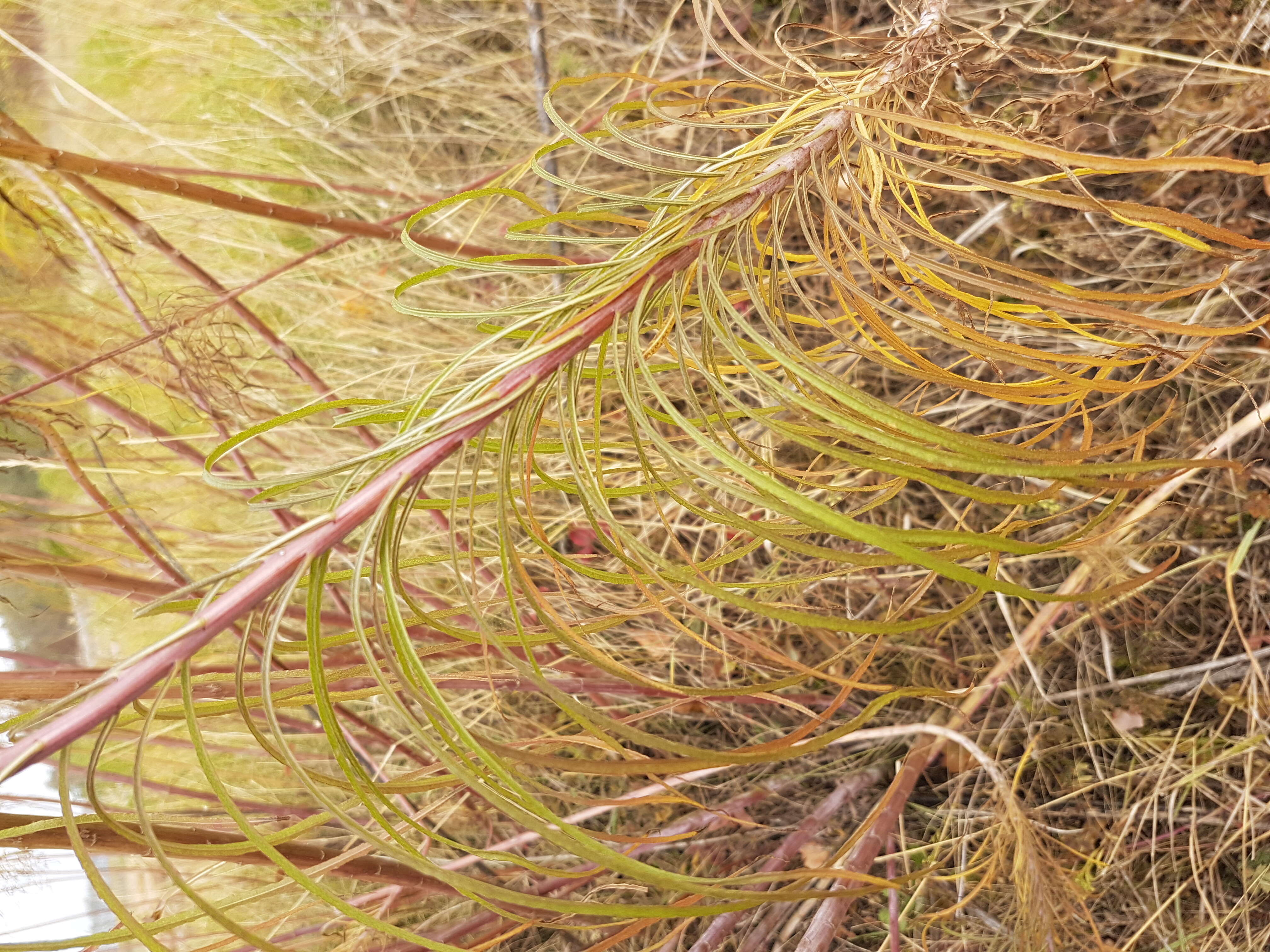 Image of willowleaf sunflower