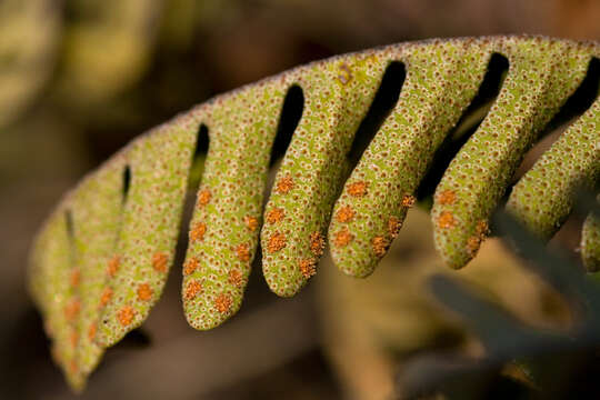 Image of resurrection fern