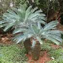 Image de Encephalartos laevifolius Stapf & Burtt Davy