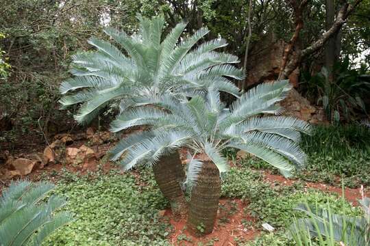 Imagem de Encephalartos laevifolius Stapf & Burtt Davy