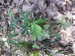 Image of White Cinquefoil