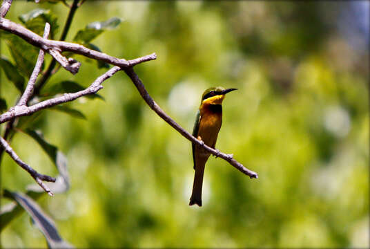 Image of Little Bee-eater