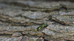 Image of Pure Green Augochlora