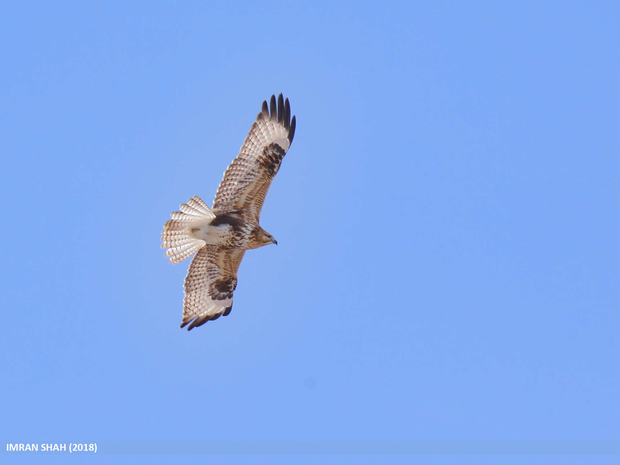 Imagem de Buteo burmanicus Hume 1875