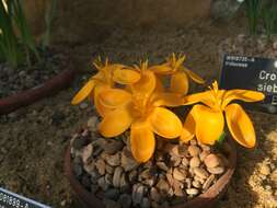 Image of Crocus gargaricus Herb.